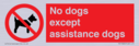no-dogs-except-assistance-dogs~
